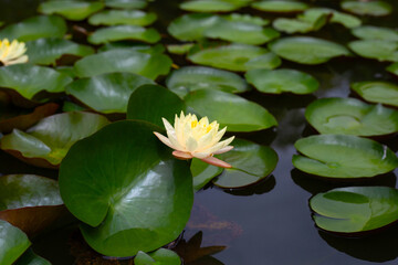Beautiful water lily. Lotus flower with green leaves