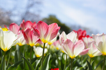 Obraz premium Beautiful tulip flower garden. The Expo 70 Commemorative Park, Osaka, Japan