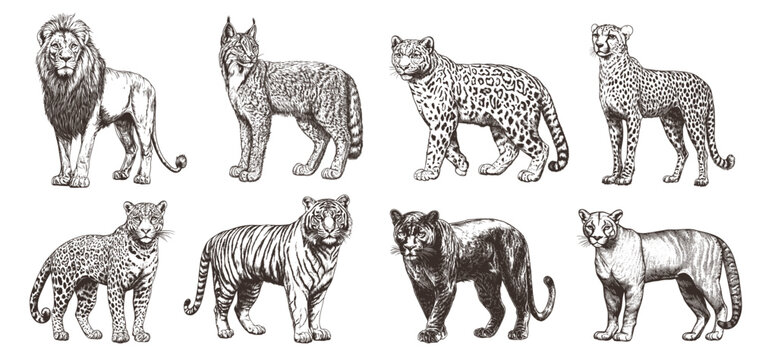 wild big cats engraving. lion lynx puma jaguar snow leopard tiger panther leopard, cat animal predator sketch nature monochrome drawing vector illustration