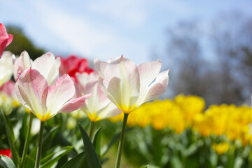 Obraz premium Beautiful tulip flower garden. The Expo 70 Commemorative Park, Osaka, Japan