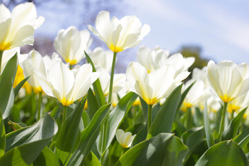 Obraz premium Beautiful tulip flower garden. The Expo 70 Commemorative Park, Osaka, Japan