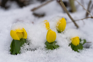 Bright yellow winter aconite or eranthis flowers push through a blanket of winter snow, signaling the resilience of life and the promise of spring 
