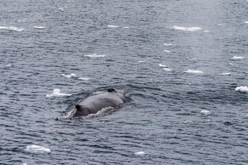 Close-up of the back of a diving humpback whale -Megaptera novaeangliae- including the dorsal fin...