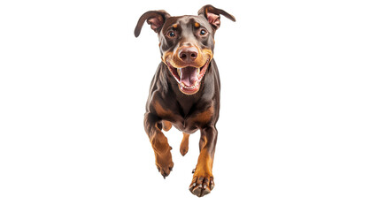 Happy dog running towards the camera with joy