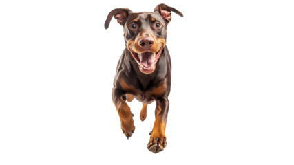 Happy dog running towards the camera with joy