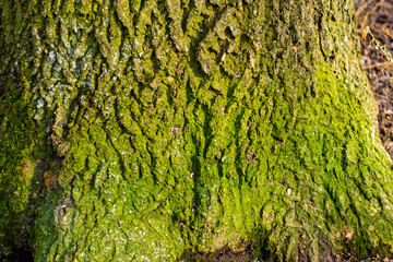 Textured tree trunk with moss captured in natural sunlight