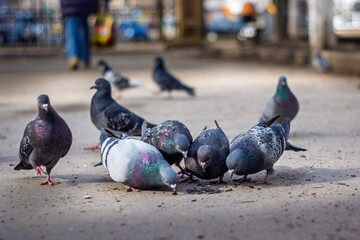 Pigeons gather for a meal on a city sidewalk in daylight