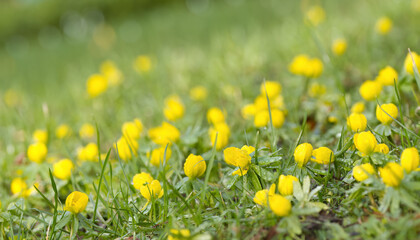 Obraz premium meadow with a few yellow early bloomer, Eranthis hyemalis on the meadow, close-up of winter aconite in February, meadow with winter aconite with raindrops, yellow winter aconite, early bloomer