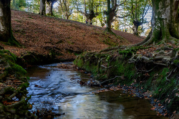 Spectacular beech trres in the Gorbea natural Park on a sunny autumn day