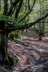 Spectacular beech trres in the Gorbea natural Park on a sunny autumn day