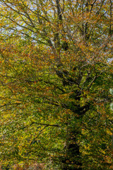 Spectacular beech trres in the Gorbea natural Park on a sunny autumn day