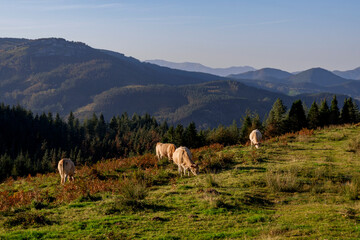 Horses and cows grazing in a beautiful setting in the Gorbea Natural Park in the Basque Cpuntry, Spain