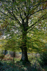 Spectacular beech trres in the Gorbea natural Park on a sunny autumn day