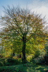 Spectacular beech trres in the Gorbea natural Park on a sunny autumn day