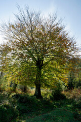 Spectacular beech trres in the Gorbea natural Park on a sunny autumn day