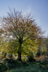Fototapeta premium Spectacular beech trres in the Gorbea natural Park on a sunny autumn day