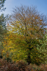 Spectacular beech trres in the Gorbea natural Park on a sunny autumn day