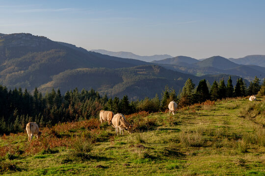 Horses and cows grazing in a beautiful setting in the Gorbea Natural Park in the Basque Cpuntry, Spain