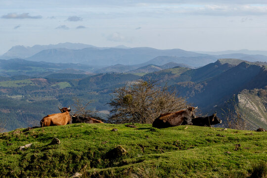 Horses and cows grazing in a beautiful setting in the Gorbea Natural Park in the Basque Cpuntry, Spain