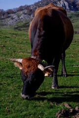Horses and cows grazing in a beautiful setting in the Gorbea Natural Park in the Basque Cpuntry, Spain
