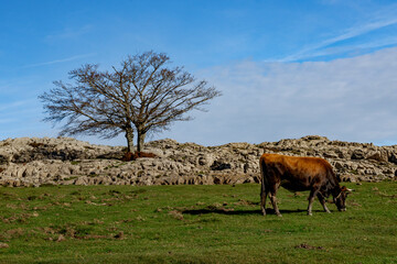 Horses and cows grazing in a beautiful setting in the Gorbea Natural Park in the Basque Cpuntry, Spain