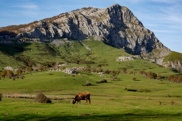 Horses and cows grazing in a beautiful setting in the Gorbea Natural Park in the Basque Cpuntry, Spain