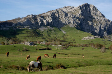 Horses and cows grazing in a beautiful setting in the Gorbea Natural Park in the Basque Cpuntry, Spain
