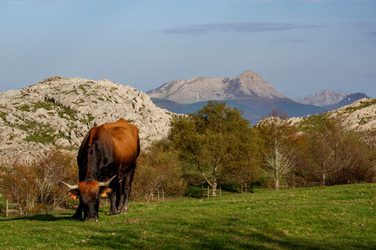 Horses and cows grazing in a beautiful setting in the Gorbea Natural Park in the Basque Cpuntry, Spain