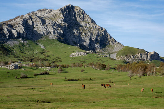 Horses and cows grazing in a beautiful setting in the Gorbea Natural Park in the Basque Cpuntry, Spain