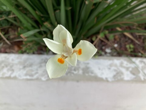 Dietes iridioides, commonly named African iris, fortnight lily, and morea iris, is a species of plant in the family Iridaceae that is native to Southern Africa.