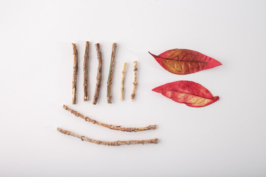 a thoughtful arrangement of natural objects on white background. Eight sticks of different lengths and thicknesses placed vertically, two red autumn leaves on right, three longer sticks below