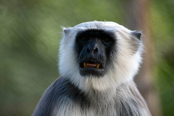The Northern Plains Gray Langur (Semnopithecus entellus), also known as the Sacred Langur, Bengal Sacred Langur and Hanuman Langur.