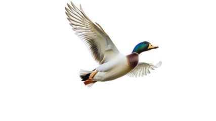 Obraz premium Mallard duck flying gracefully in open sky