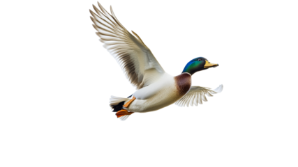 Mallard duck flying gracefully in open sky