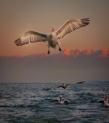 Dalmatian pelican at Lake Kerkini, Greece from January 2025
