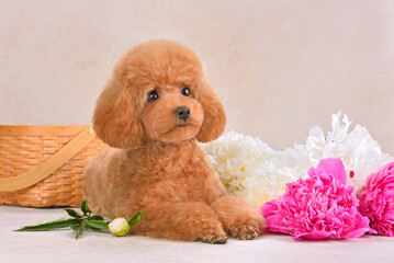 Сute toy poodle lies with flowers