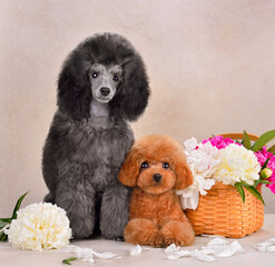 Group of poodle puppies