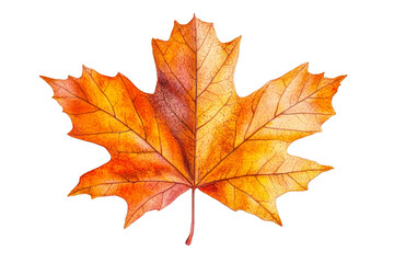 Vibrant autumn maple leaf in warm hues