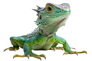 Obraz premium Green lizard highlights unique features and colors