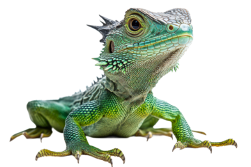 Green lizard highlights unique features and colors