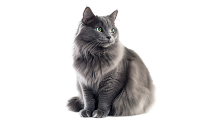 Adorable gray cat sitting on a white background