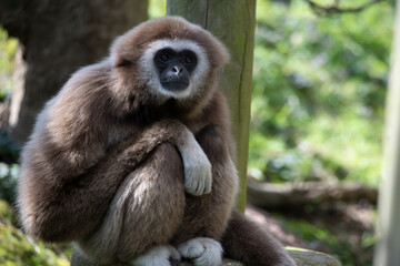 The Lar Gibbon (Hylobates lar), also known as the White-Handed Gibbon.