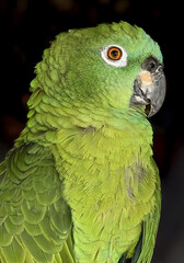 Obraz premium Beautiful parrot