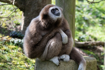 The Lar Gibbon (Hylobates lar), also known as the White-Handed Gibbon.