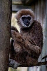 The Lar Gibbon (Hylobates lar), also known as the White-Handed Gibbon.