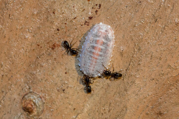 Monophlebulus Scale Insect with Attendant Ants