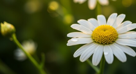 Fototapeta premium Sunlit Daisy Portrait with Water Droplet, Captured in Macro Detail