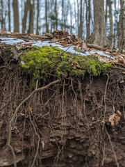 Roots and moss coming out of the ground on the side of a hill in the forest during winter
