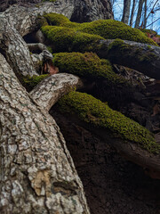 A close-up of roots above the ground covered in bark and moss in a forest