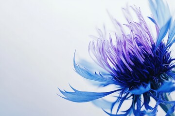 Obraz premium Close-Up of Blue Thistle Blossom on White Background, Showcasing Nature's Flora in Vibrant Purple and Green